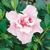 Azalea Candy Lights #2 True