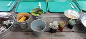 Plant Bar Reservation — Little Green A Plant Bar