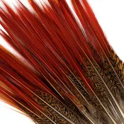 10 PC/PKG Golden Pheasant Red Top Tails 6-8" - Natural