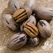 Candy Pecan