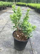 Better John BottleBrush