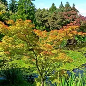 Aka Shigitatsu Sawa Japanese Maple