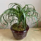 Pretty Ponytail - Live Green Plant