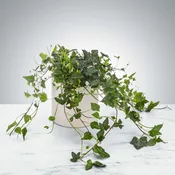 Ivy Plant