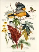 1957 ARTHUR B. SINGER | Baltimore Oriole Print — LINDELL FLOWER FARM