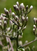 Acourtia microcephala - Sacapellote (Plant)