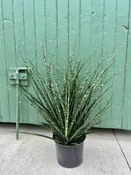 10" fernwood mikado - snake plant — the plant gays