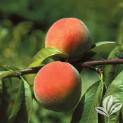 Belle of Georgia Peach
