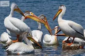 American Pelicans In Conversation