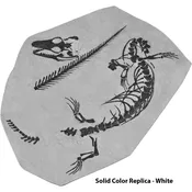Aigialosaurus (Opetiosaurus) bucchichi Skeleton on Matrix – Solid Color Replica