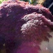 Acer palmatum var. dissectum ‘Crimson Queen’  – Crimson Queen Japanese Maple