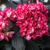 Eclipse® Bigleaf Hydrangea