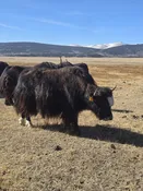WILY Y517 2K056 — Pettee Ranch LLC