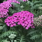 New Vintage™ Violet Yarrow (Achillea)