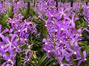 Renanthera Paloma Picasso — Motes Orchids