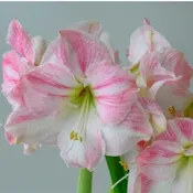 Cherry Blossom Jumbo