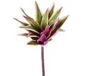 10″ Dracaena Plant