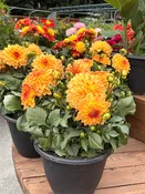10" Dahlia, Mix