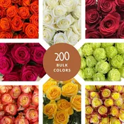 200 Choose Your Colors Bulk Roses - Wholesale