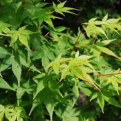Acer 'Winter Red' - 3 gallon