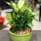 The Delightful Dish Garden