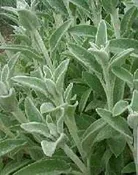 Stachys byzantina 'Silky Fleece'