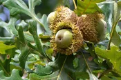 Bur Oak – Shipping Fall 2026
