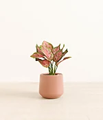 Aglaonema Wishes