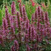 Agastache ‘Violet Vision’