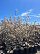Amelanchier canadensis- Canadian Serviceberry