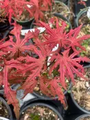 Acer palmatum 'Celebration' Reticulated Japanese Maple