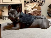 BarKtact Tactical Dog Vest K9 Harness | Bartact