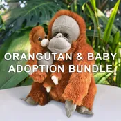 Orangutan Mom & Baby Adoption Bundle