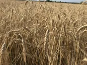 Wheat – Turkey Red Heirloom