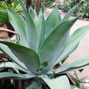 Agave attenuata ‘Blue Fantastic’