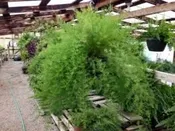 Asparagus Fern — Chapmans Flowers 931-363-1542