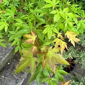Acer palmatum 'Katsura' (Japanese Maple) Tree