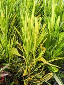 Banana Croton Plant (codiaeum variegatum)