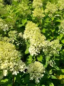 Hydrangea paniculata 'Pillow Talk'
