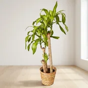 Corn Plant