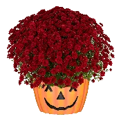 12" Mum Pumpkin Pot Josephine Red