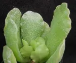 ADROMISCHUS SP. AFF. CRISTATUS
