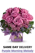 Purple Morning Melody