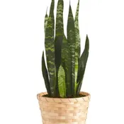 Mother-In-Law's Tongue (Snake Plant)