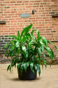 Dracaena deremensis 'Janet Craig'