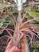 Tillandisa 'Eric Knobloch' (T. brachycaulos X T. streptophylla)