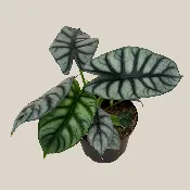 Alocasia Silver Dragon (Alocasia Baginda ‘Silver Dragon’) – 6 Inch Indoor Houseplant