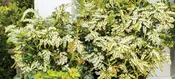Southern Living – Snow Mountain Pieris # 3 Gallon