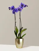 Amethyst Dream Kaleidoscope Orchid
