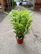 4″ Pedilanthus Tithymaloides Jacob’s Ladder
